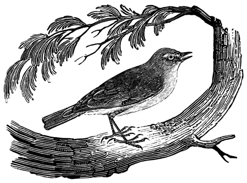 chiffchaff, bird, engraving