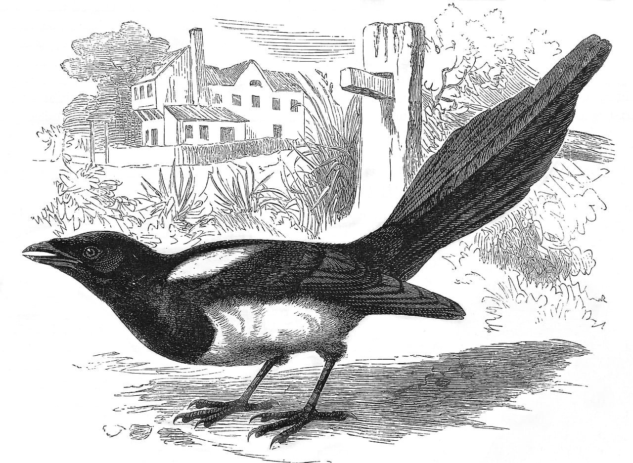 magpie, bird, engraving