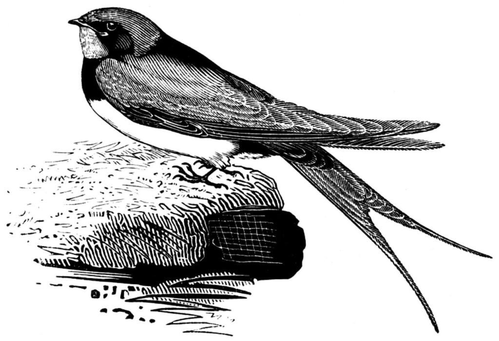 swallow, bird, songbird